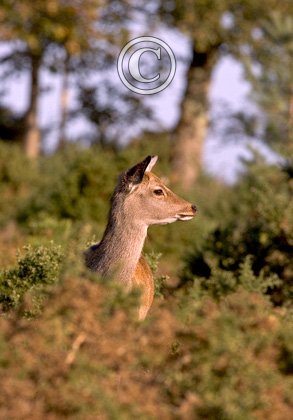 Sika Deer Hind DM0708